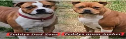 Staffordshire Bull Terrier dogs for stud: Introducing TEDDY🧸 - Advert 2