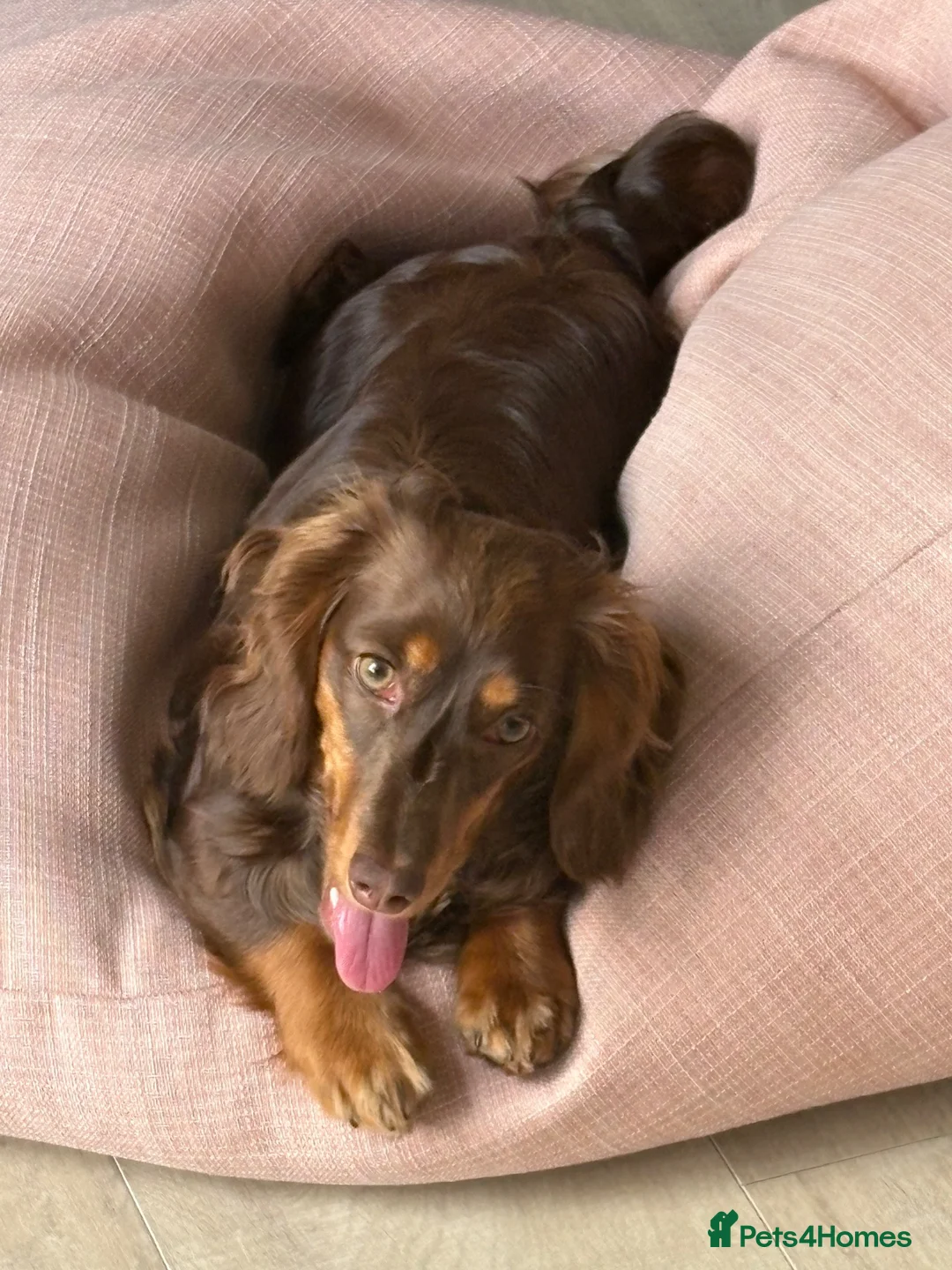 Miniature Dachshund dogs for sale: Long haired mini Daschund  in Rotherham - Advert 2