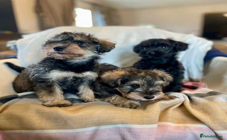 Mixed Breed dogs Schnoodle puppies  - Advert 1