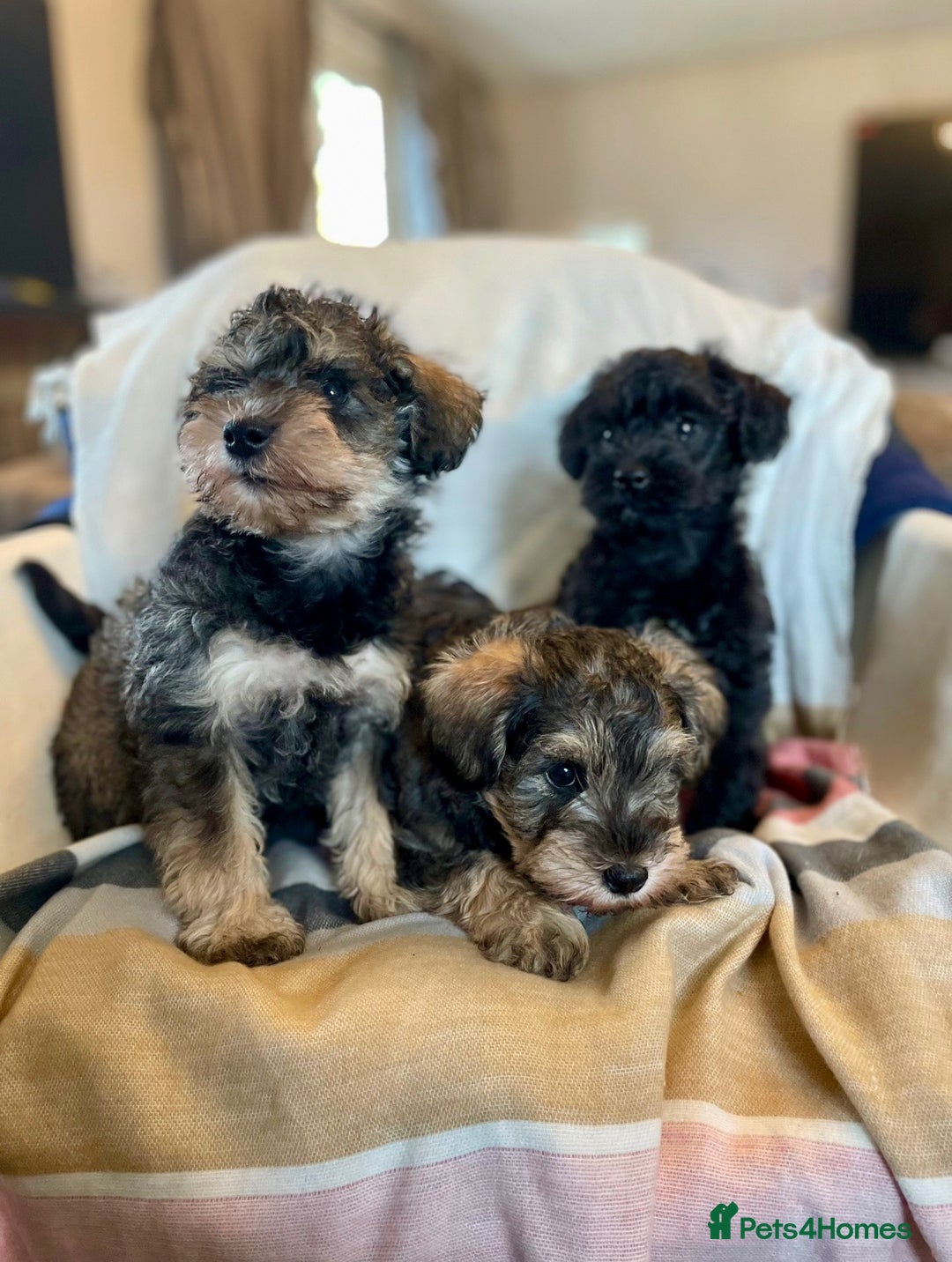 Mixed Breed dogs for sale: Schnoodle puppies  - Advert 1