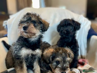 Mixed Breed dogs Schnoodle puppies - Advert 1