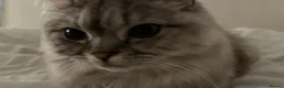 Persian cats for sale: GREY PERSIAN-TABBY FEMALE || 1 year and a half in Manchester - Advert 6