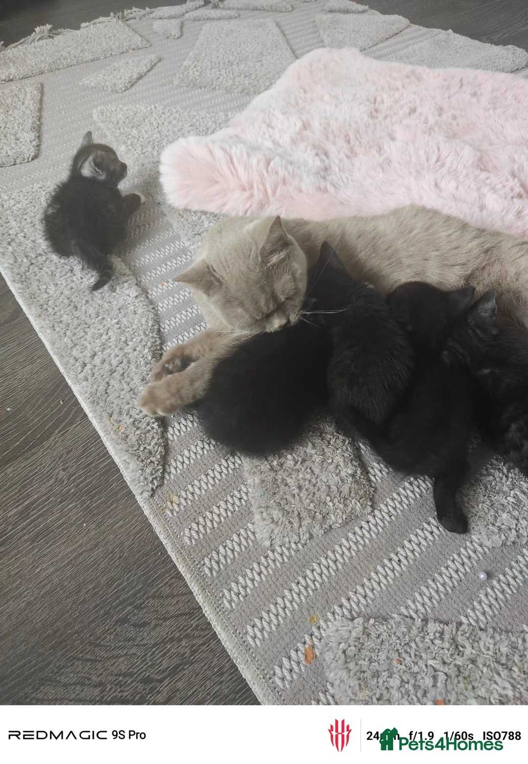 Mixed Breed cats for sale: Real life cutties! - Advert 1