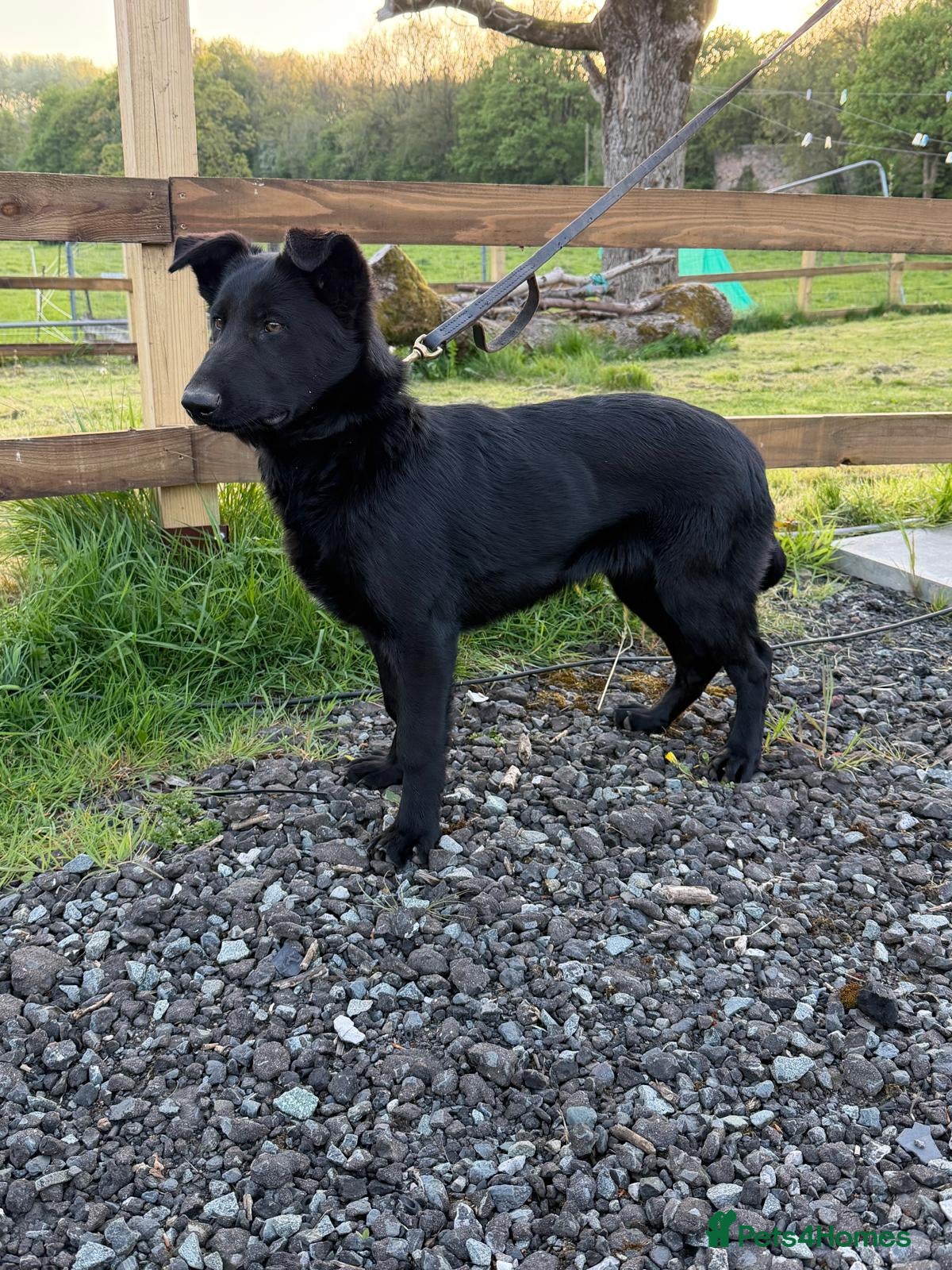 German Shepherd dogs Beautiful Black DDR LINE KC Reg German Shepherd - Advert 1