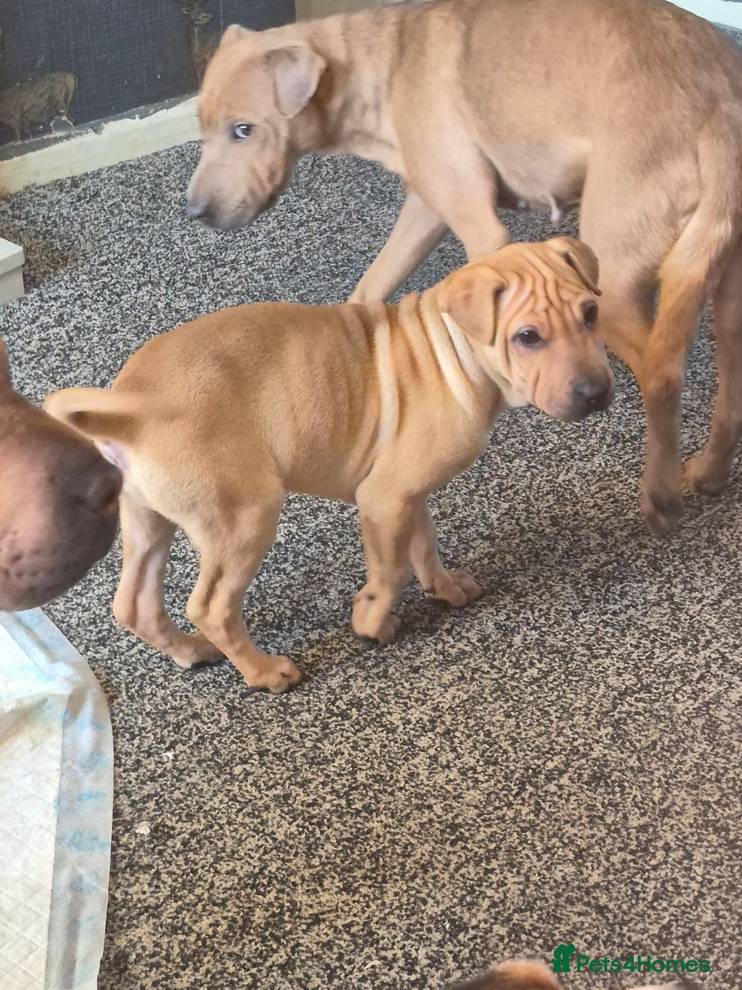 Shar Pei dogs for sale: shar-pei  - Advert 3