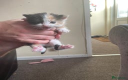 Domestic Shorthair cats for sale: Kittens  - Image 10