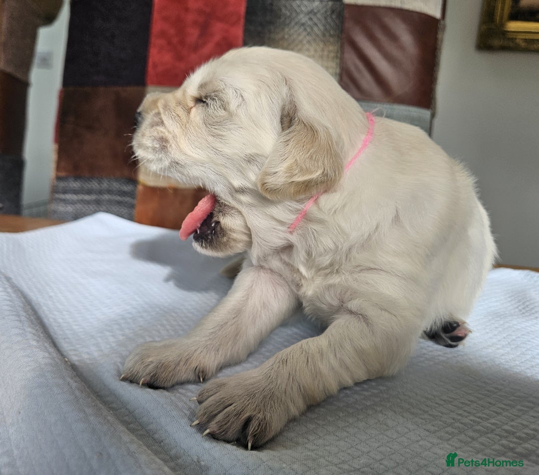 Golden Retriever dogs for sale: KC Registered Golden Retriever puppies - Image 7