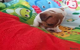 Jack Russell dogs for sale: Jack Russell puppies  - Image 13