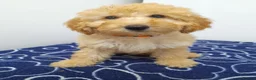 Miniature Poodle dogs for sale: Beautiful miniature poodle puppies ready now - Advert 8
