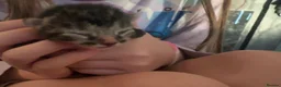 Mixed Breed cats for sale: 5 beautiful black and tabby kittens  - Advert 5