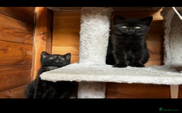 British Shorthair cats for sale: Kittens for forever homes - Image 1