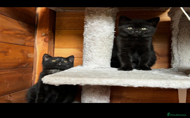 British Shorthair cats - Advert 8