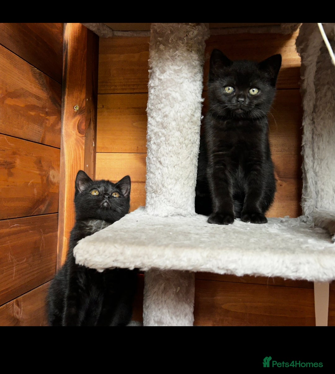 British Shorthair cats for sale: Kittens for forever homes - Image 1