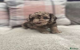 Cockapoo dogs for sale: f1b toy  stunning cockerpoos  - Image 10