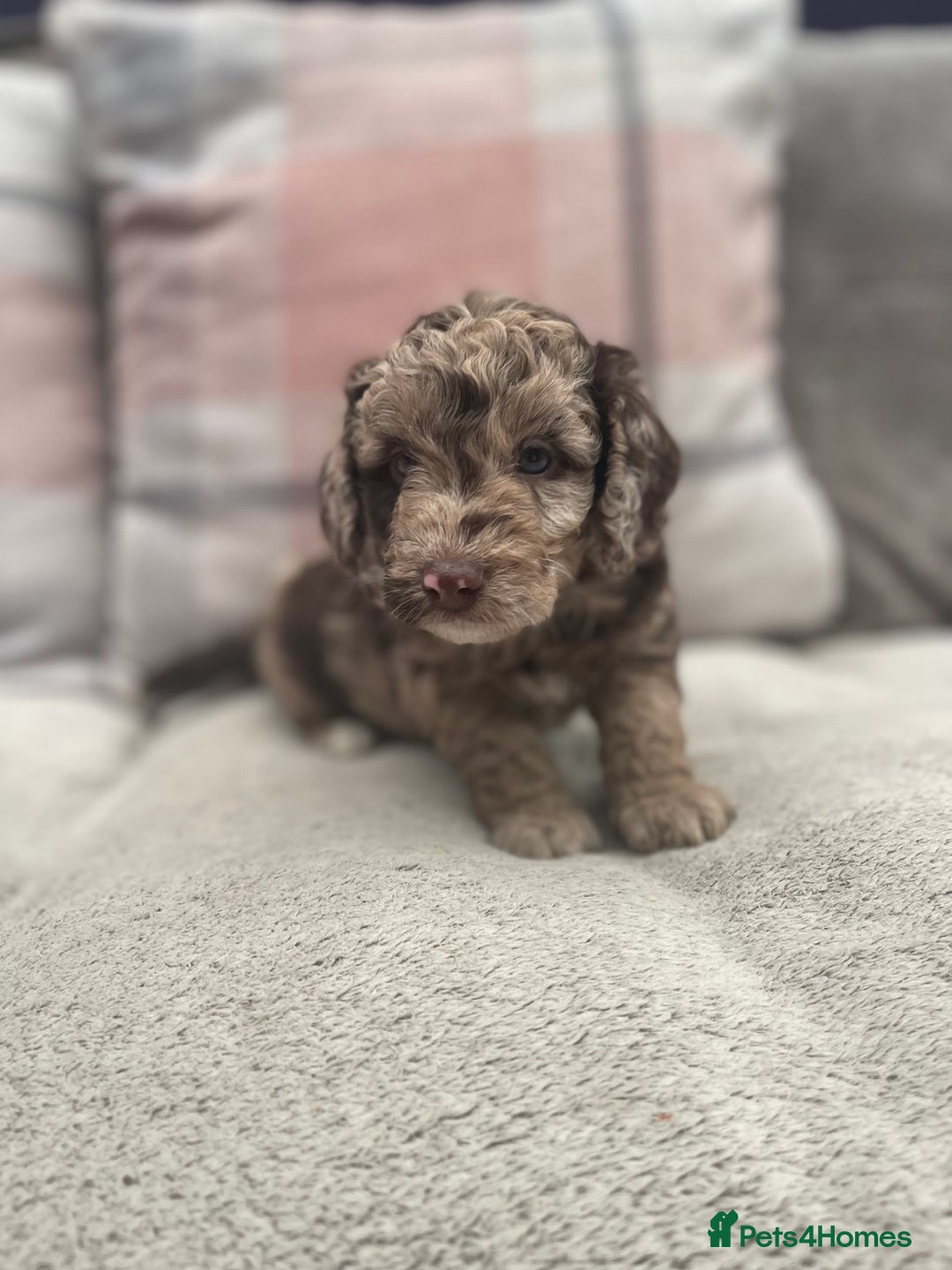 Cockapoo dogs for sale: f1b toy  stunning cockerpoos  - Image 10