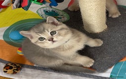 British Shorthair cats for sale: GCCF British Shorthair Kittens– Champion Lines - Image 7