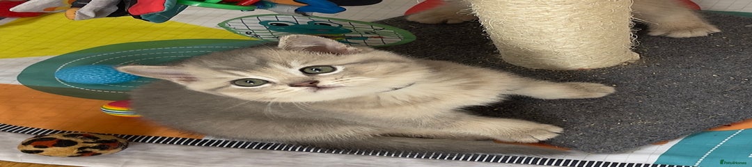 Kitten Two