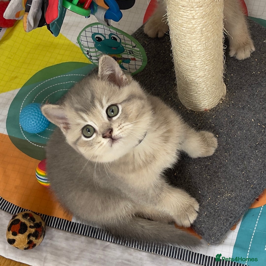 British Shorthair cats for sale: GCCF British Shorthair Kittens– Champion Lines - Image 7