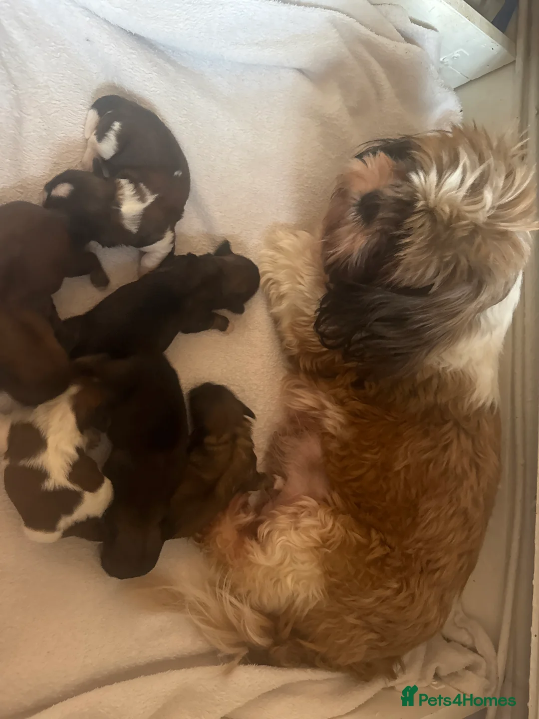 Shih Tzu dogs for sale: 5Shih Tzu boy and 1 girl looking new home  - Advert 1