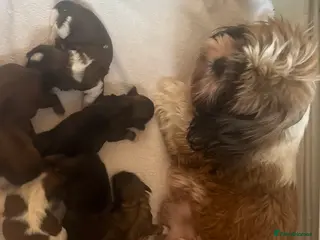 Shih Tzu dogs 5Shih Tzu boy and 1 girl looking new home - Advert 12