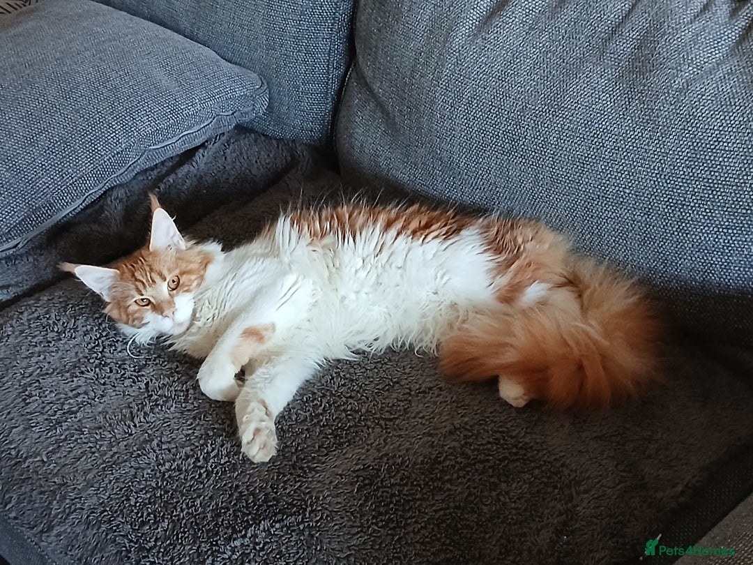 Maine Coon cats for sale: Maine Coon Female for sale - Advert 1