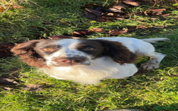 English Springer Spaniel dogs for sale: KC registered Springer Spaniel puppies for sale  - Image 8