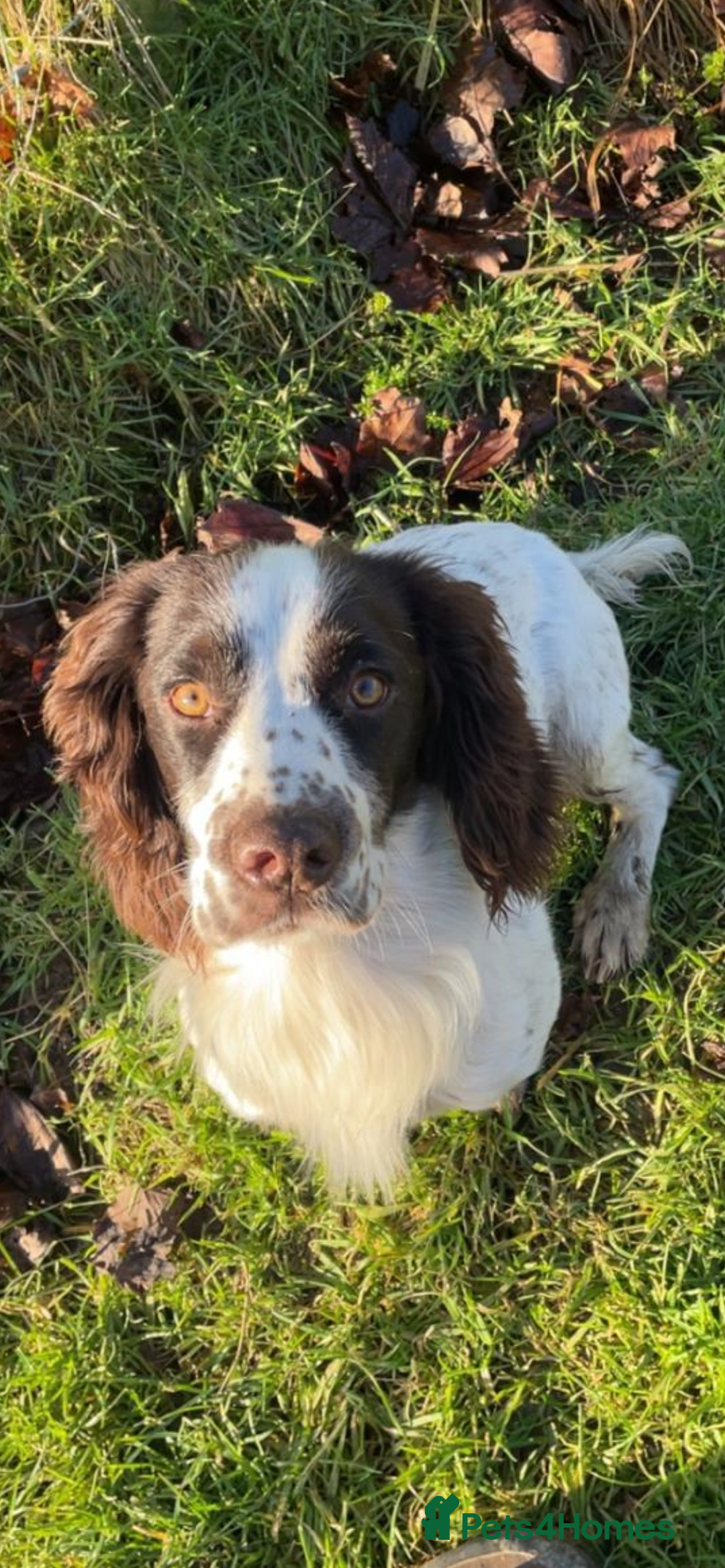 English Springer Spaniel dogs for sale: KC registered Springer Spaniel puppies for sale  - Image 8