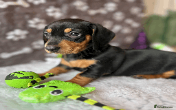 Dachshund dogs for sale: Beautiful Dachshund Puppies Ready to go 8th Nov  - Image 24