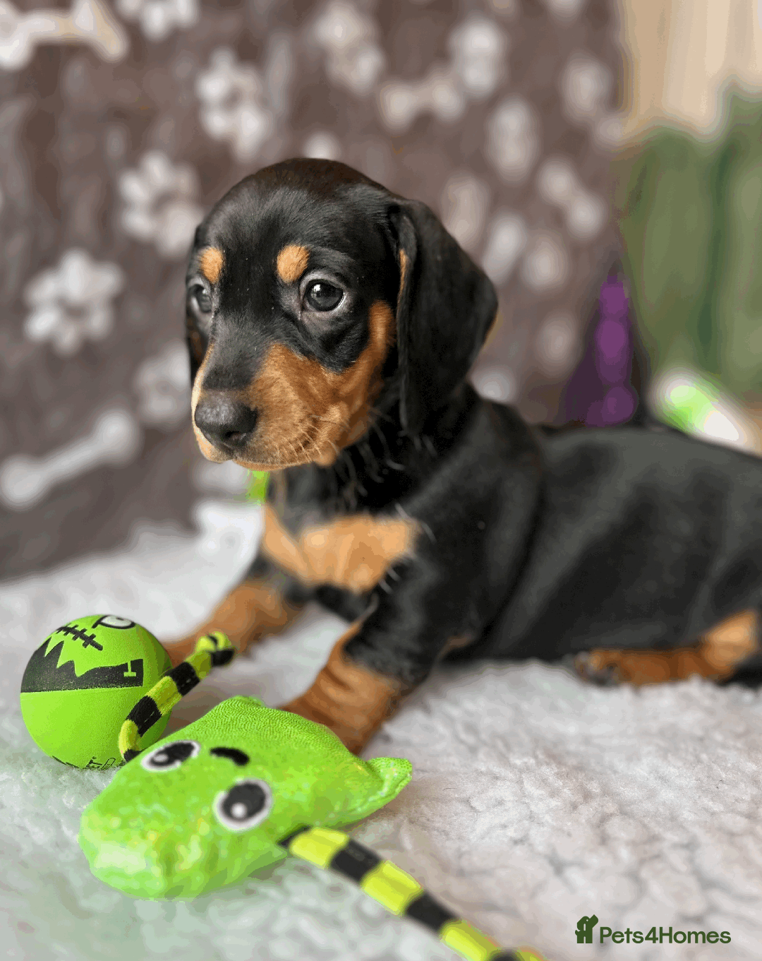Dachshund dogs for sale: Beautiful Dachshund Puppies Ready to go 8th Nov  - Image 24