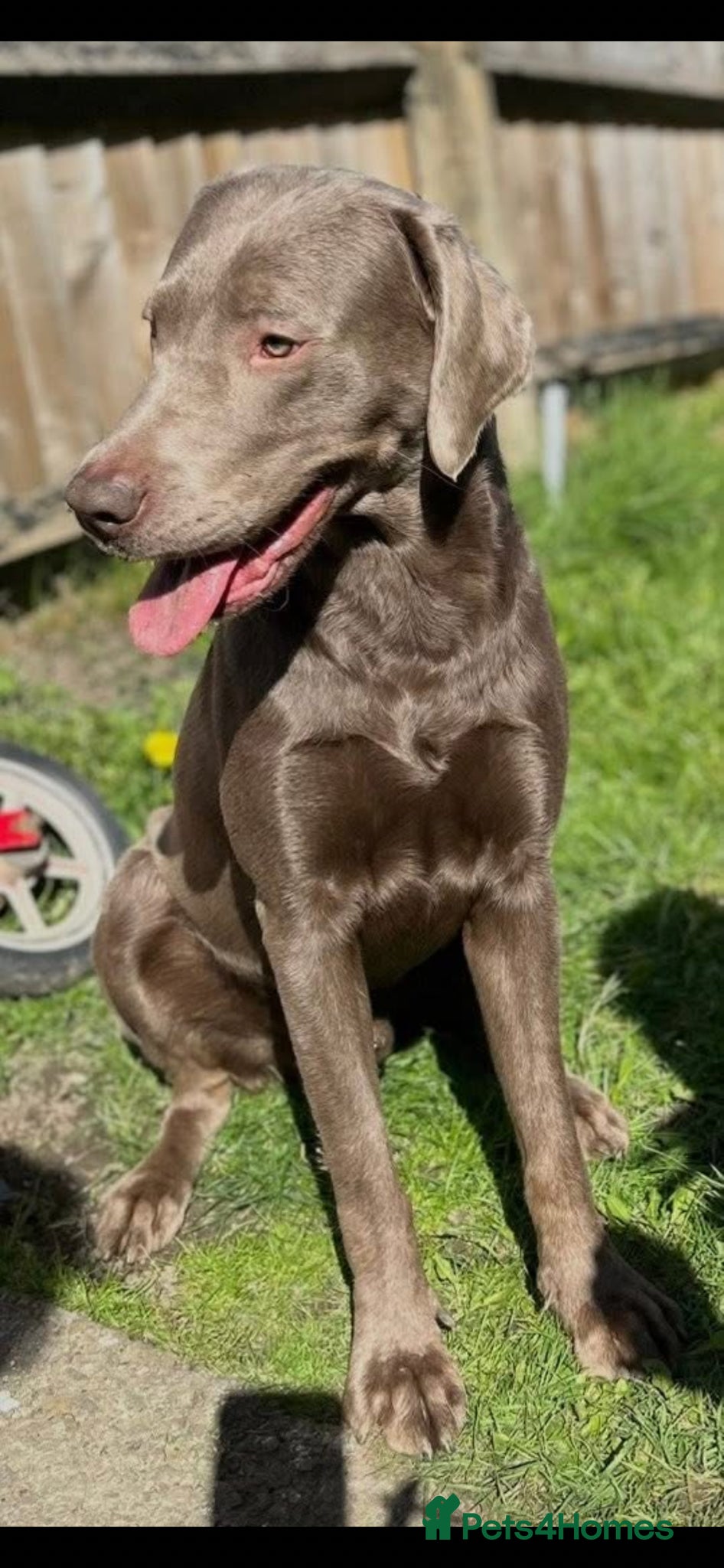 Labrador Retriever dogs Silver Labrador available for stud  - Advert 1