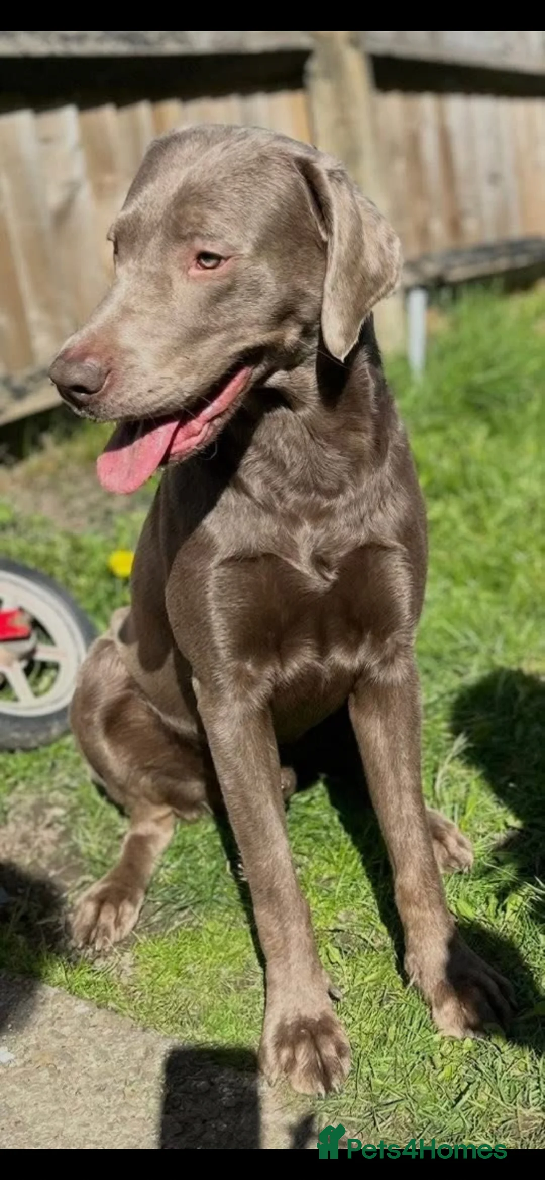 Labrador Retriever dogs for stud: Silver Labrador available for stud  - Advert 1