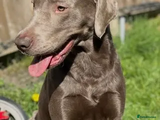 Labrador Retriever dogs Silver Labrador available for stud - Advert 1