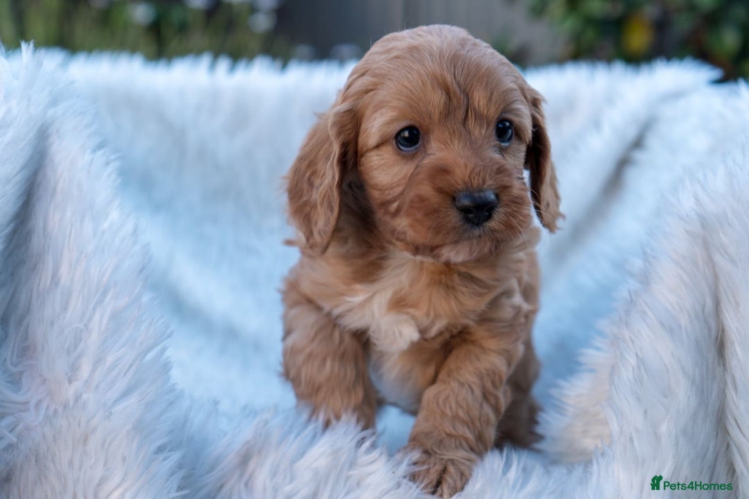 Cavapoo dogs for sale: Beautiful Cavapoo Puppies 1st Generation for sale - Image 4
