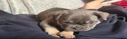Frug dogs for sale: French bulldog x frug - Advert 15