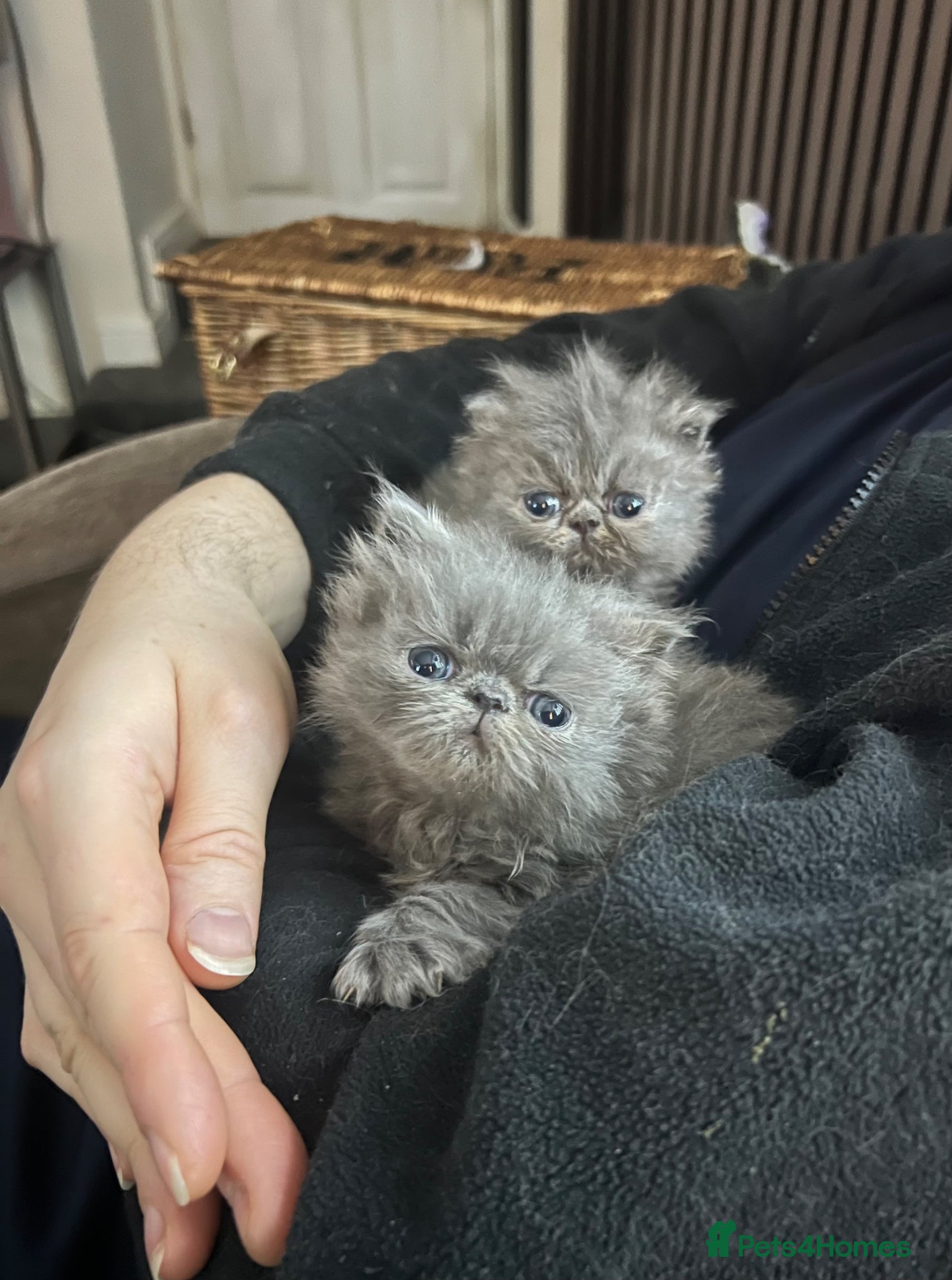 Persian cats for sale: Stunning peke Persian kittens , ready to go  - Advert 1