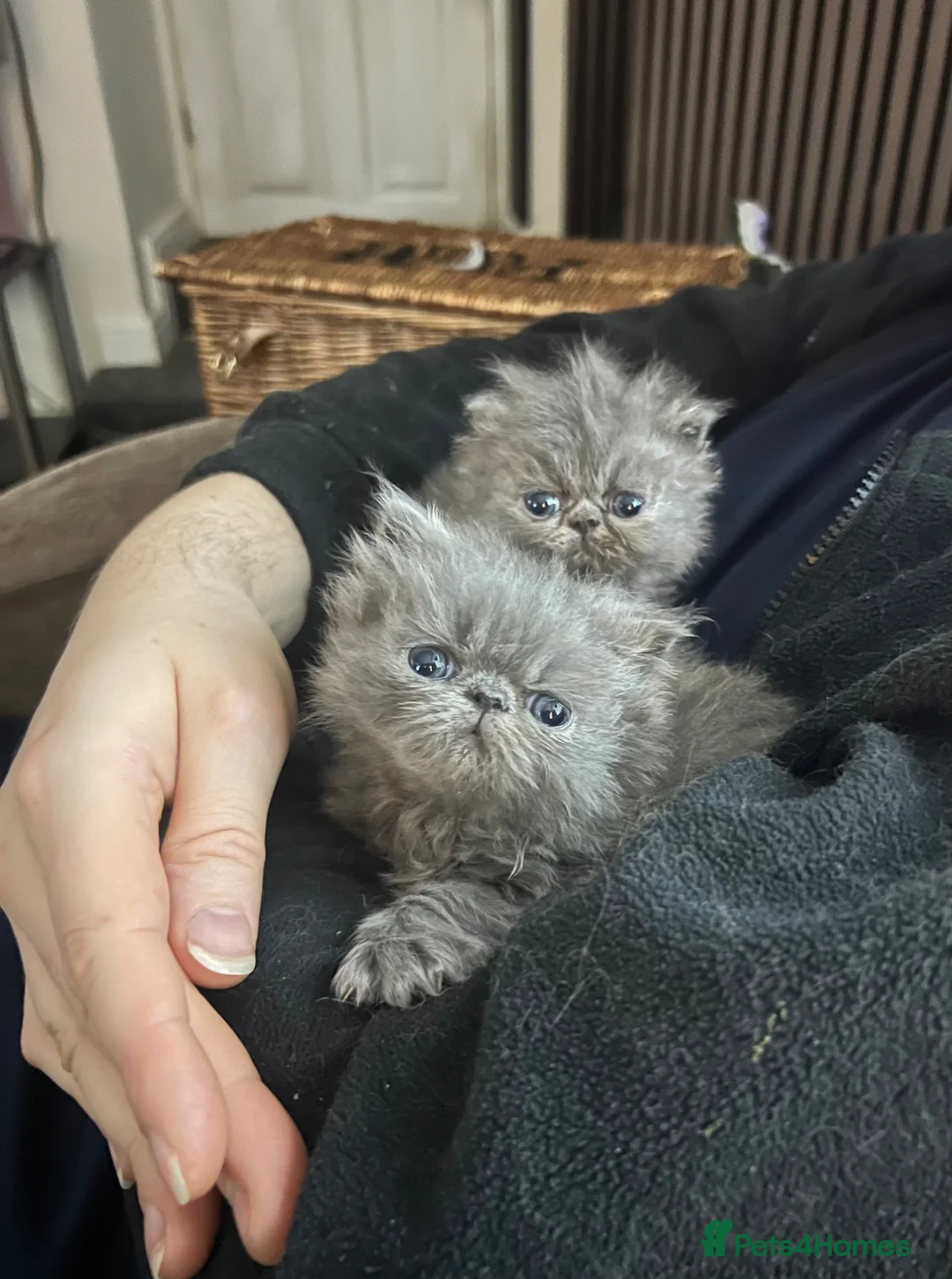 Persian cats for sale: Stunning peke Persian kittens , ready to go  - Advert 1