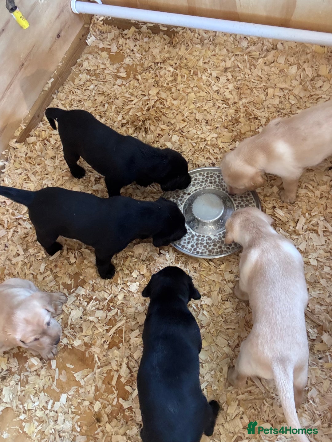 Labrador Retriever dogs for sale: Beautiful litter of Labradors - Image 9