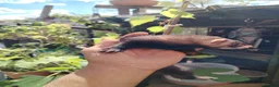 Ferret rodents for sale: Young ferrets for sale  in Aylesbury - Advert 8