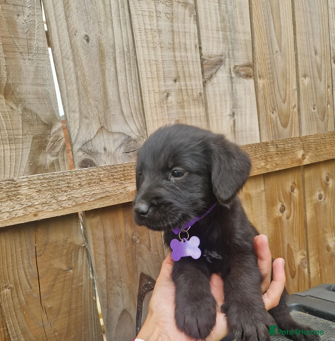 Mixed Breed dogs for sale: Giant schnauzer x Labrador puppies  - Advert 1