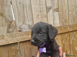 Mixed Breed dogs Giant schnauzer x Labrador puppies - Advert 4