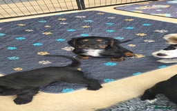 Cocker Spaniel dogs for sale: KC Registered Working Cocker Spaniels - Image 11