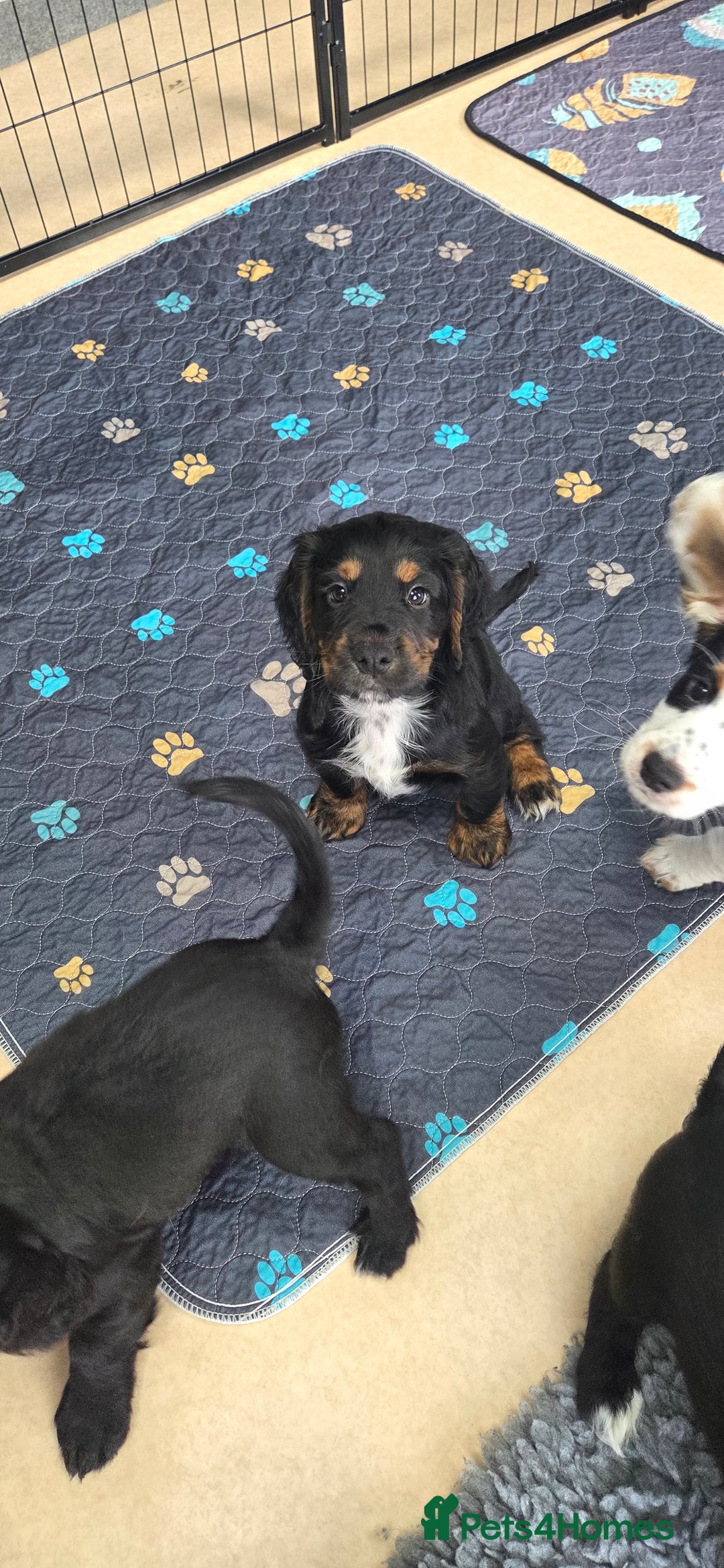 Cocker Spaniel dogs for sale: KC Registered Working Cocker Spaniels - Image 11