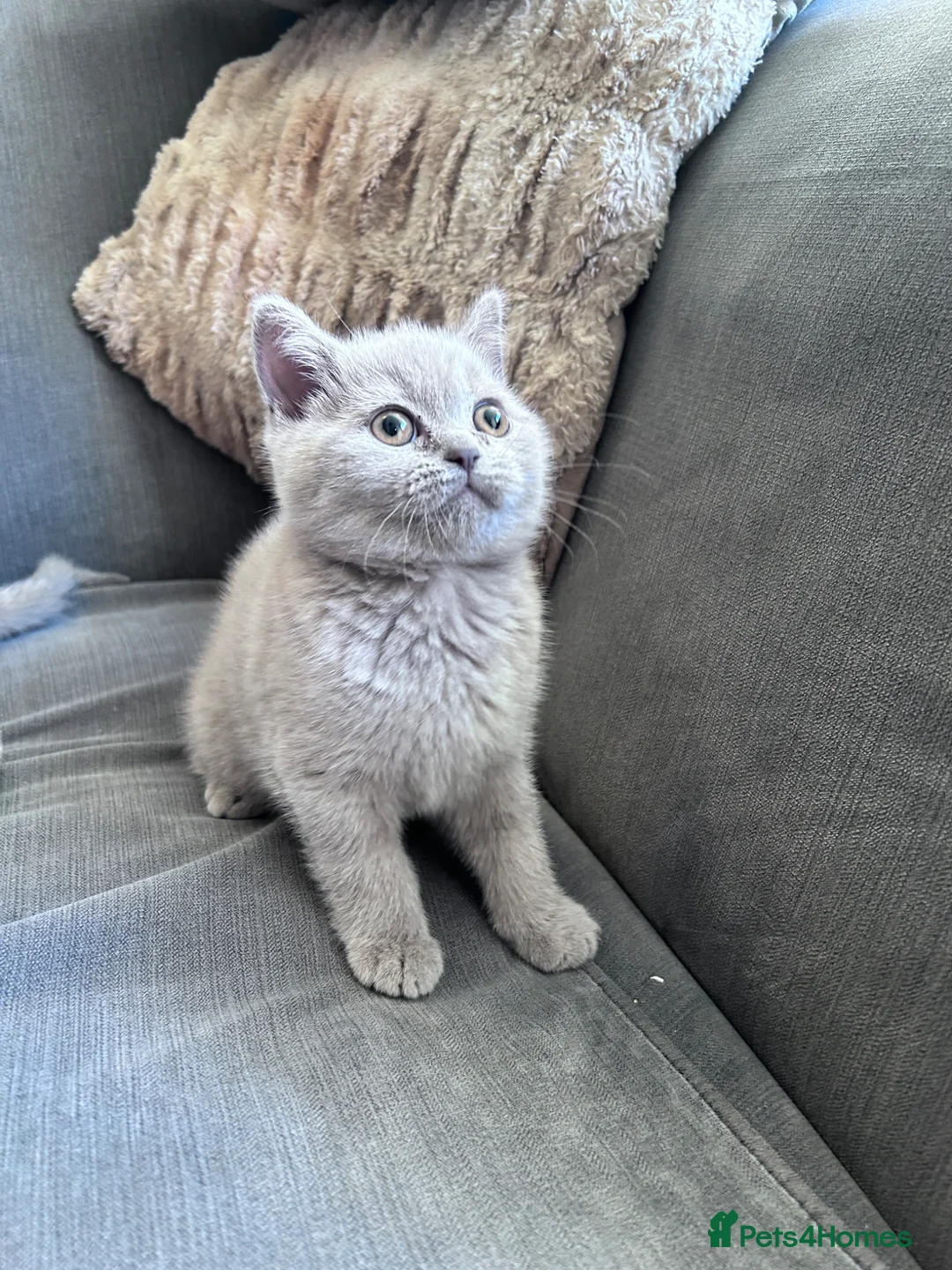British Shorthair cats for sale: Pure pedigree British shorthair kittenS - Advert 13