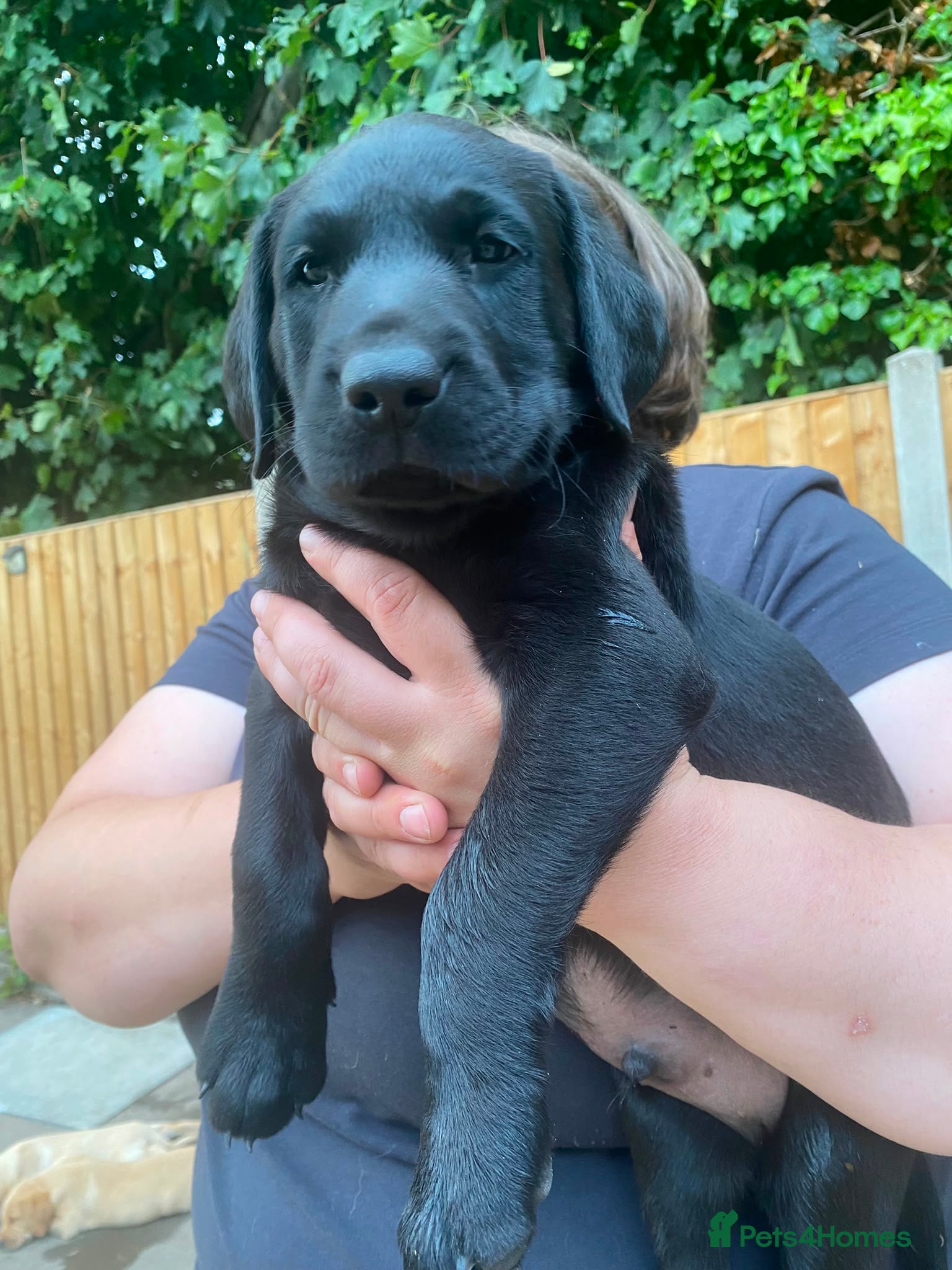 Labrador Retriever dogs FTCh Gunnerspeg Gambler × Greenbriar Tanzanite - Advert 2