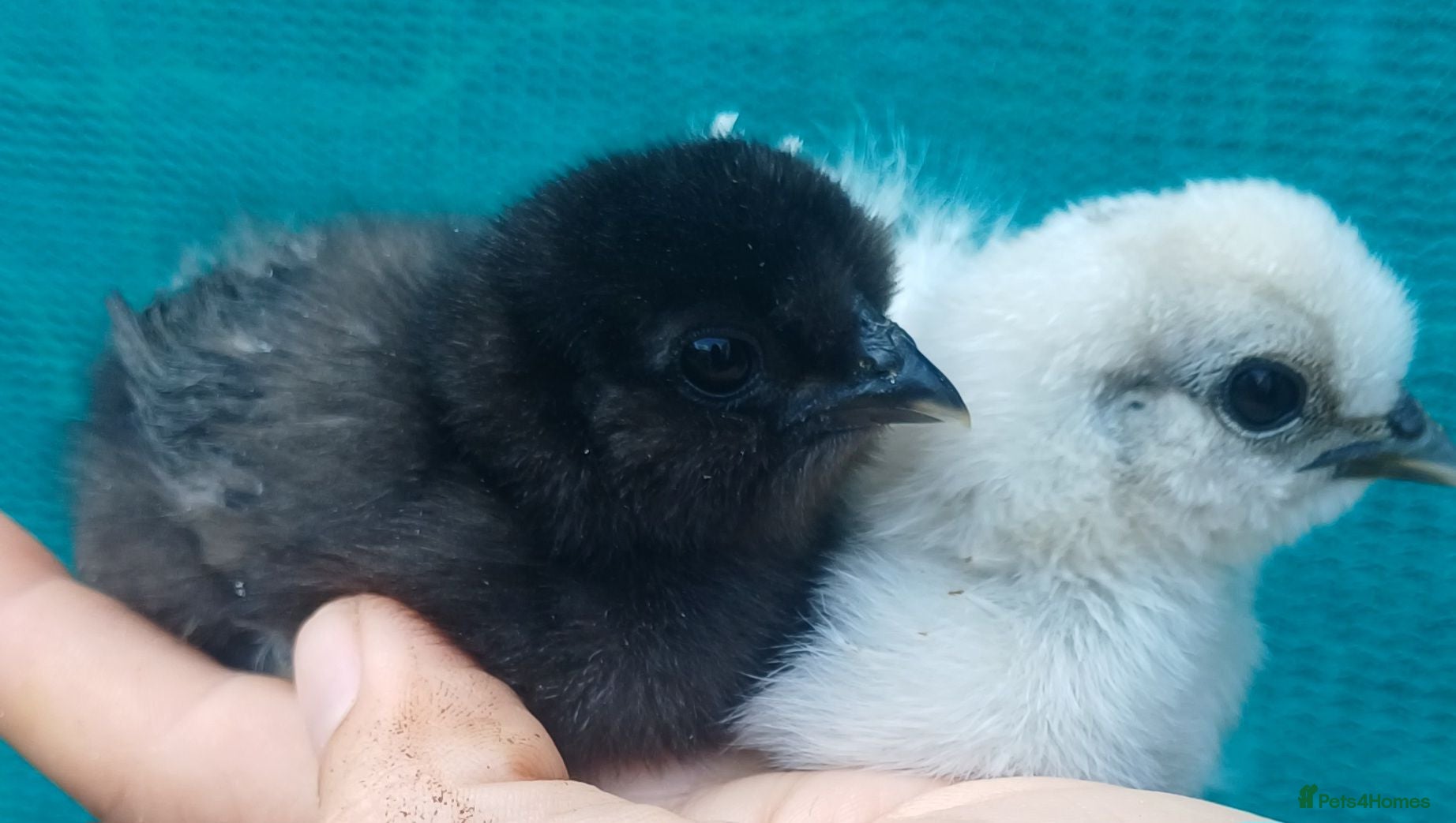 Chickens poultry Silkie chicks, hatching eggs available - Advert 7