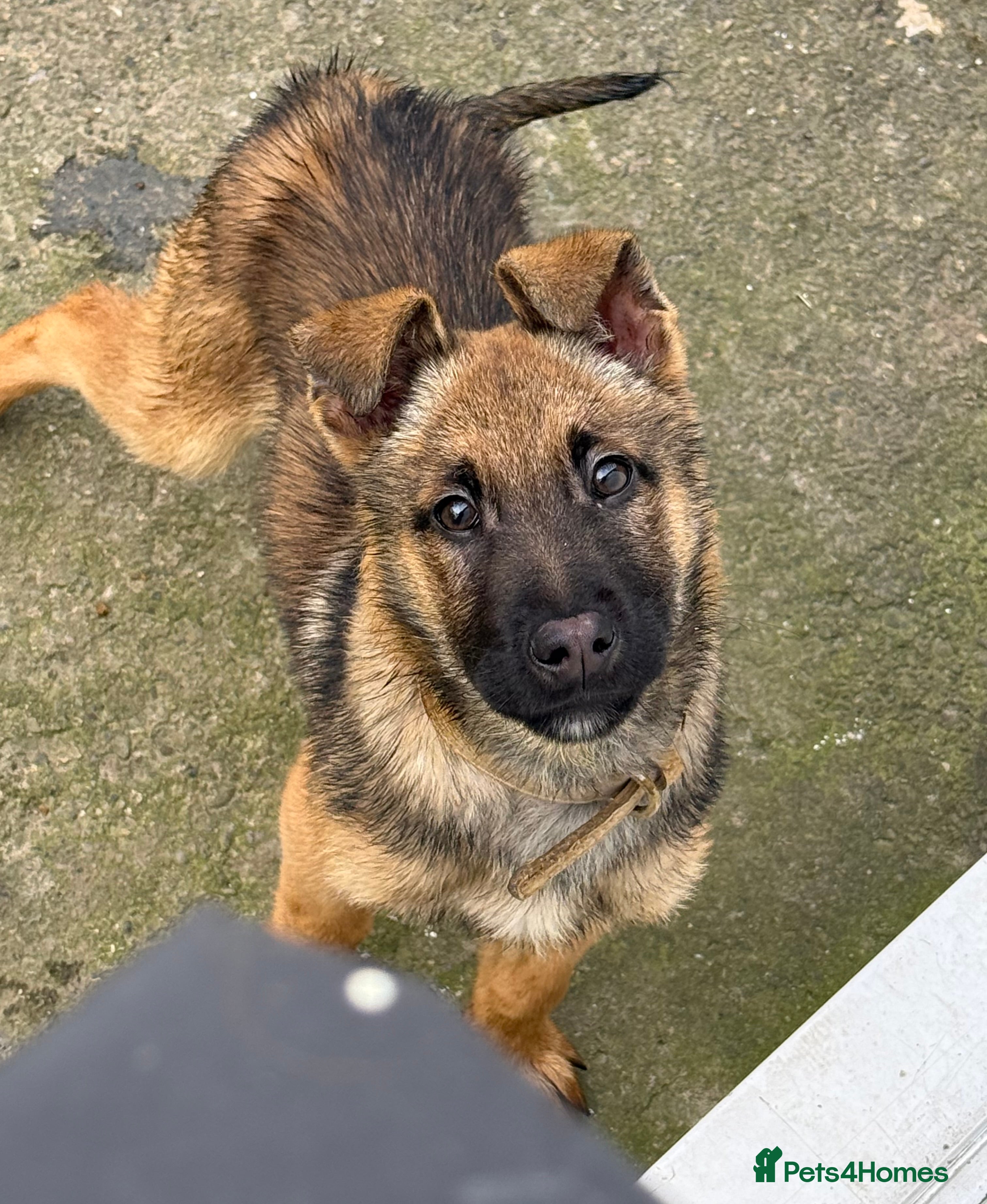 Belgian Shepherd Dog dogs Malinois puppy in Newton Aycliffe - Advert 12