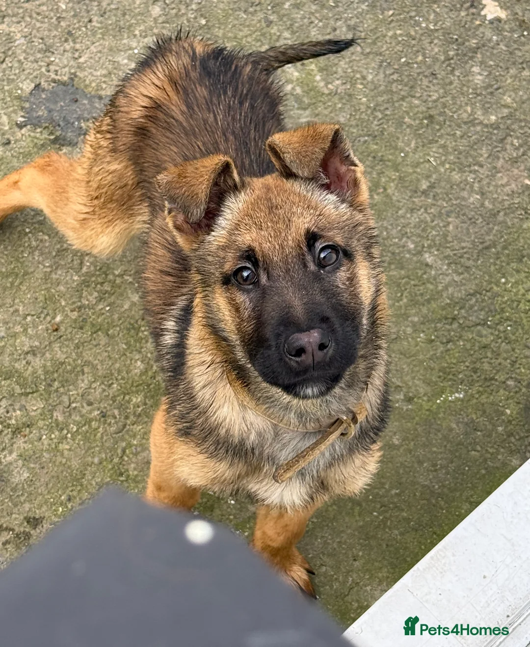 Belgian Shepherd Dog dogs for sale: Malinois puppy in Newton Aycliffe - Advert 1