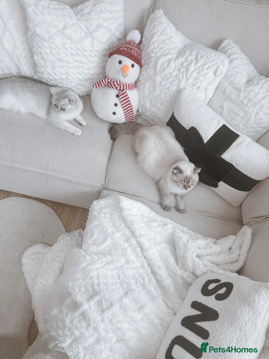 British Shorthair cats for sale: British shorthair x scottish fold kittens in London - Advert 2