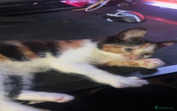 Mixed Breed cats for sale: Ginger kitten  - Image 3