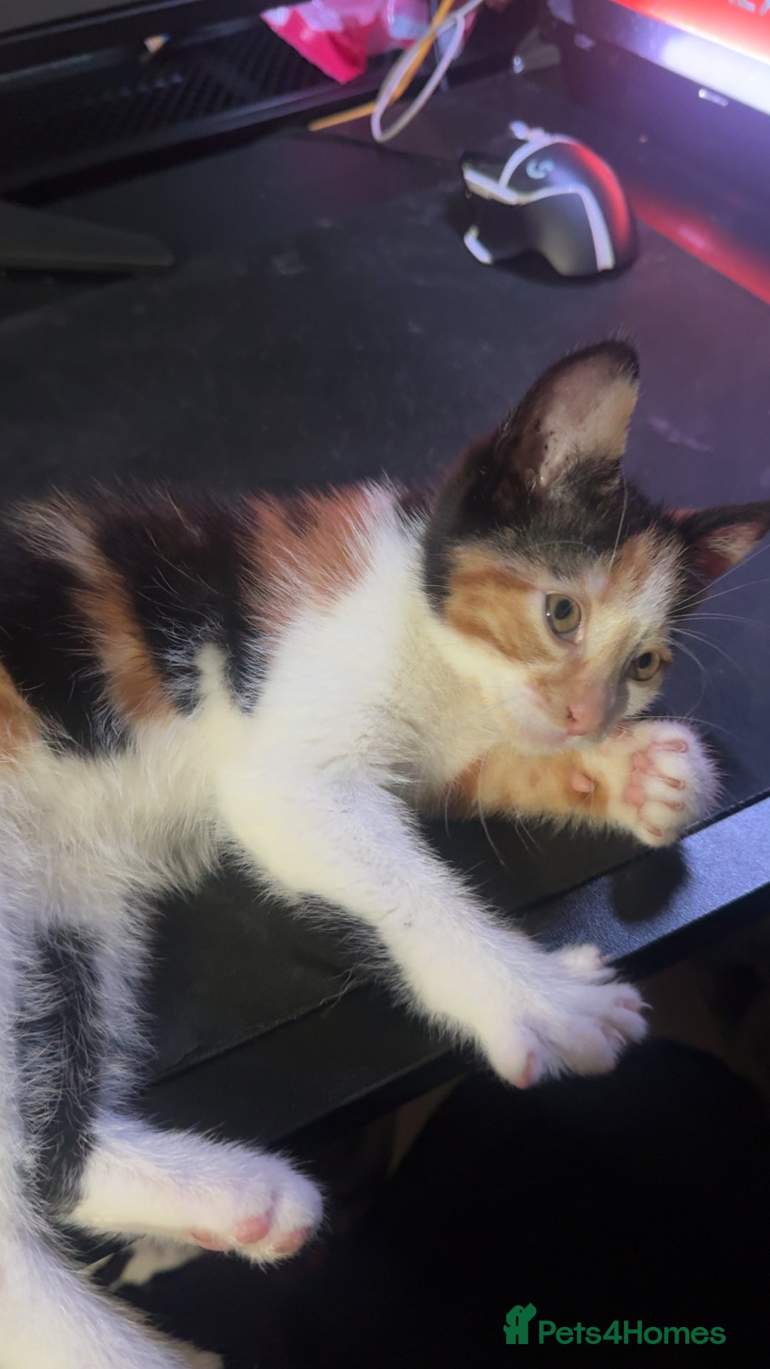 Mixed Breed cats for sale: Ginger kitten  - Image 3